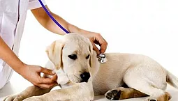 5 nejlepších veterinárních klinik v Petrohradě