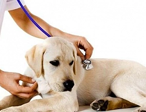5 bästa veterinärkliniker i St. Petersburg