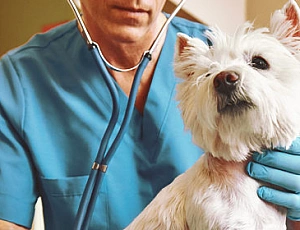 5 bästa veterinärkliniker i Minsk