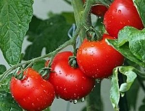 15 best varieties of tomatoes for the greenhouse