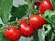 15 meilleures variétés de tomates pour la serre