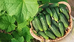 15 bästa sorterna av gurkor för öppen mark
