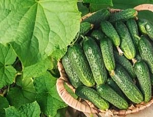 15 best varieties of cucumbers for open ground