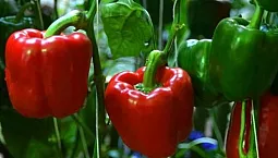 15 meilleures variétés de poivrons doux pour les serres