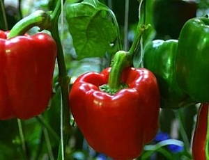 15 Best Sweet Pepper Varieties for Greenhouses