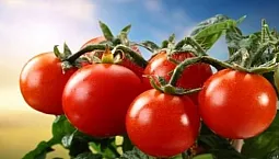 10 meilleures variétés de tomates pour l'Oural