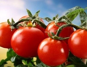 10 best varieties of tomatoes for the Urals