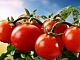 10 meilleures variétés de tomates pour l'Oural