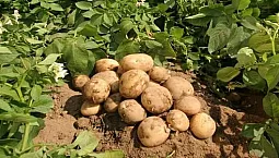 10 bästa sorterna av potatis för mellanfilen