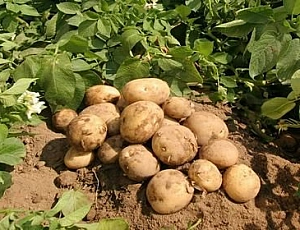 10 best varieties of potatoes for the middle lane