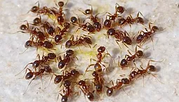 Los 10 mejores remedios para hormigas
