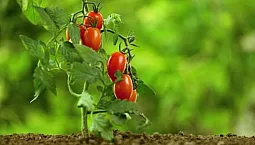 15 beste varianter av lavtvoksende tomater for åpen mark