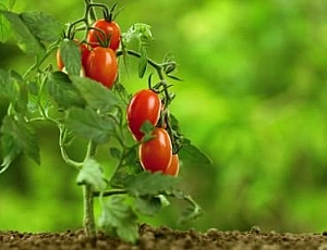15 best varieties of low-growing tomatoes for open ground