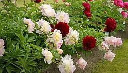 10 meilleures variétés de pivoines pour la région de Moscou