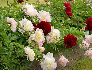 10 best varieties of peonies for the Moscow region