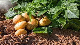 10 meilleures variétés de pommes de terre pour l'Oural