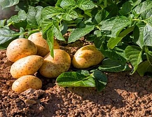 10 best varieties of potatoes for the Urals