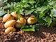 10 bästa sorterna av potatis för Ural