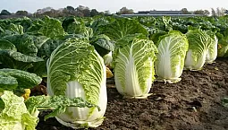 10 beste varianter av kinakål