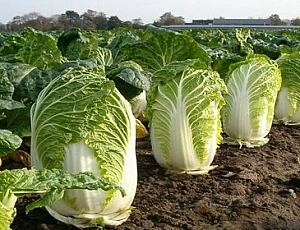 10 best varieties of Chinese cabbage