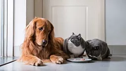 5 remedios efectivos y seguros para garrapatas y pulgas