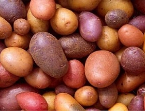 10 best varieties of potatoes for the Moscow region