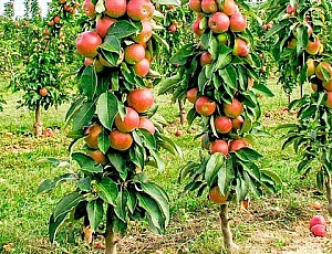 10 best varieties of columnar apple trees for the Moscow region
