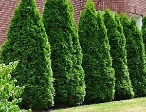 10 best varieties of thuja