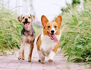 8 migliori alternative a Bravecto per cani e gatti