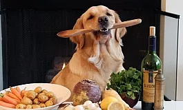 10 יצרני מזון לכלבים רוסיים