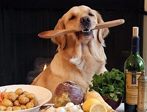 I 10 migliori produttori russi di cibo per cani