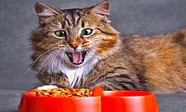 10 המזונות הטובים ביותר לחתולים רוסים