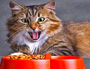 10 migliori alimenti per gatti russi
