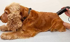 5 최고의 스패니얼 클리퍼