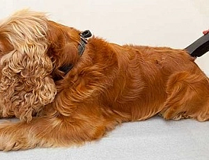 5 migliori clipper Spaniel
