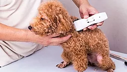 5 najlepszych maszynek do strzyżenia pudla